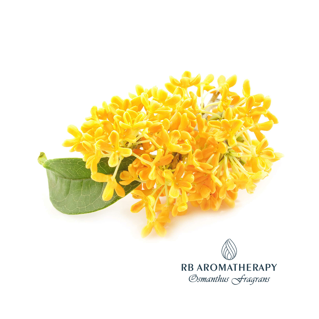 Golden Osmanthus Supercritical CO2 Essential Oil Osmanthus Fragrans - น้ำหอม - น้ำมันหอม