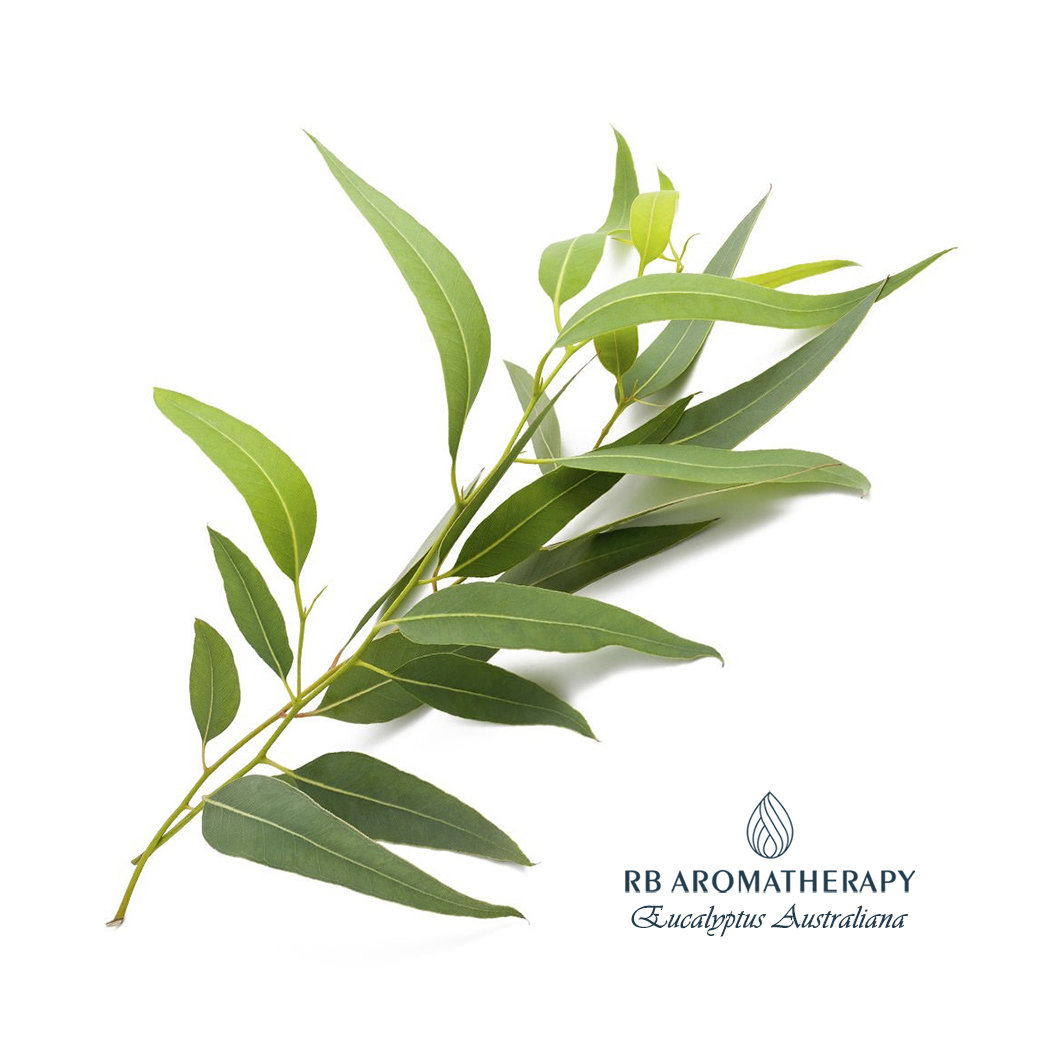Eucalyptus Australiana - Fragrances - Essential Oils