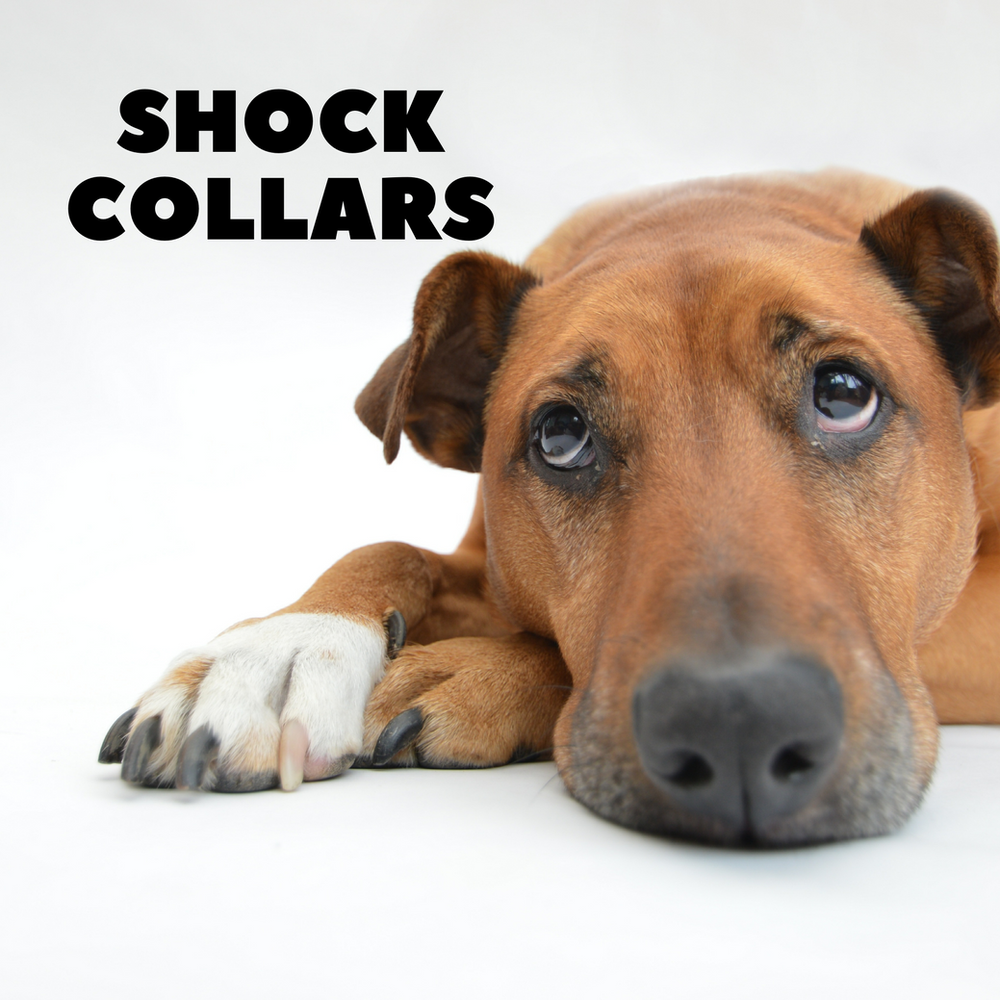 Yes, shock collars work!