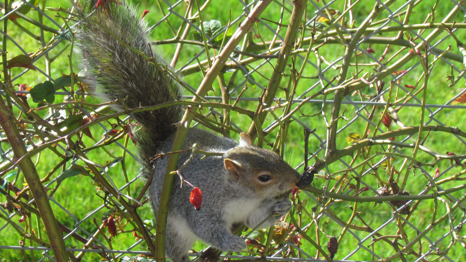 The Tale of the Greys, the Reds, and the Pine Martens