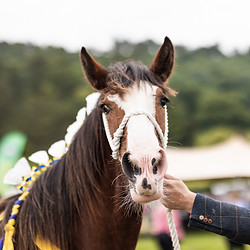 Horses 13.jpg