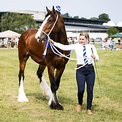 Horses 9.jpg