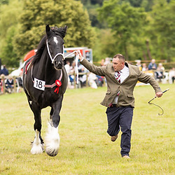 Horses 5.jpg