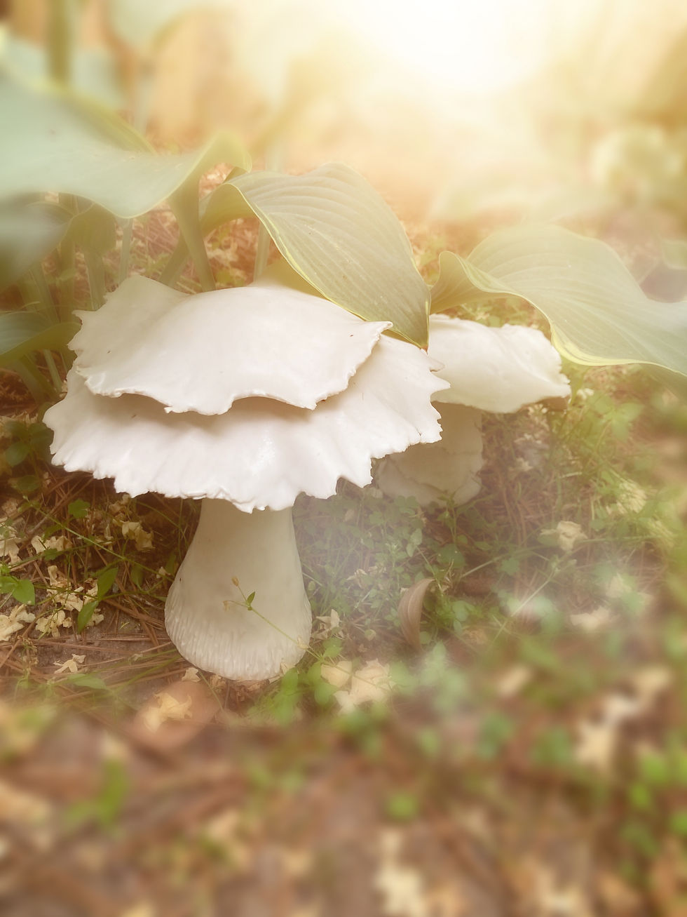 Thumbnail: "Paper" Mushroom Tall
