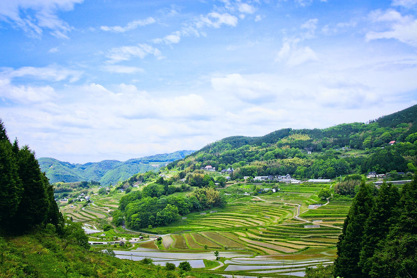 棚田