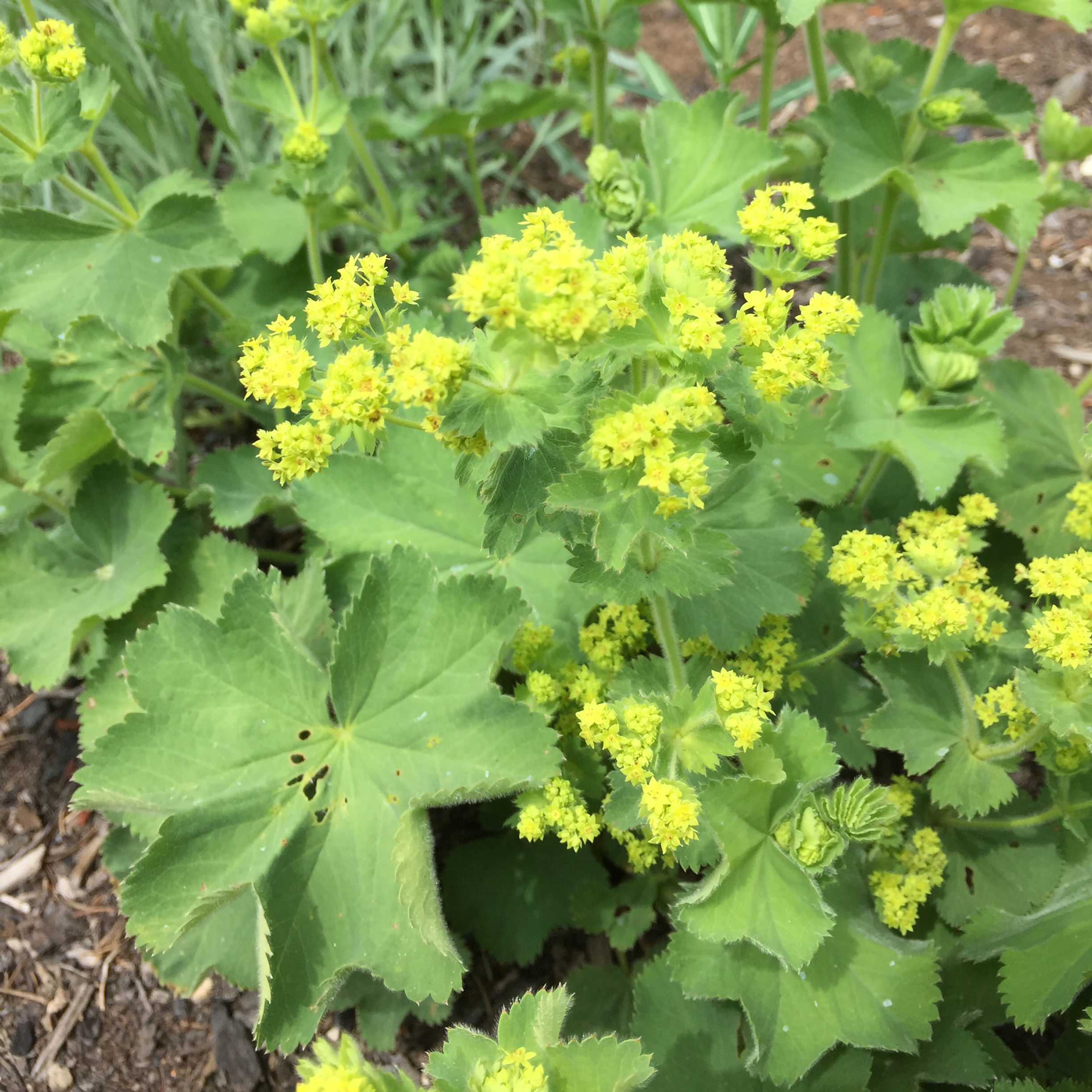 Lady's Mantle - Herb Seeds