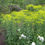 Thumbnail: Dyer's Herb Collection