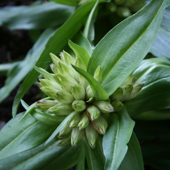Gentian, Tibetan - Herb Seeds | The Thyme Garden