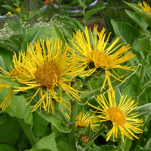 Elecampane Herb Seeds The Thyme Garden