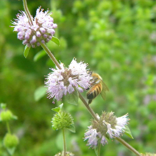 Pennyroyal Herb Seeds The Thyme Garden