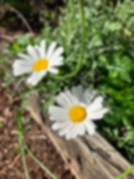 Pyrethrum - Herb Seeds