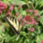 Jupiter's Beard or Red Valerian - Herb Seeds