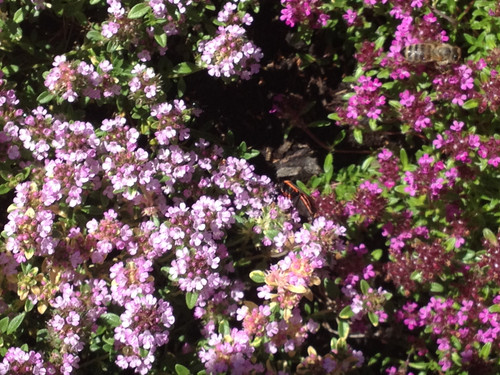 Thyme - Herb Seeds, Mixed Creeping | The Thyme Garden
