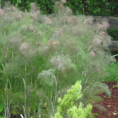 Fennel, Bronze Herb Seeds The Thyme Garden