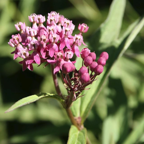 Milkweed, Swamp Herb Seeds The Thyme Garden