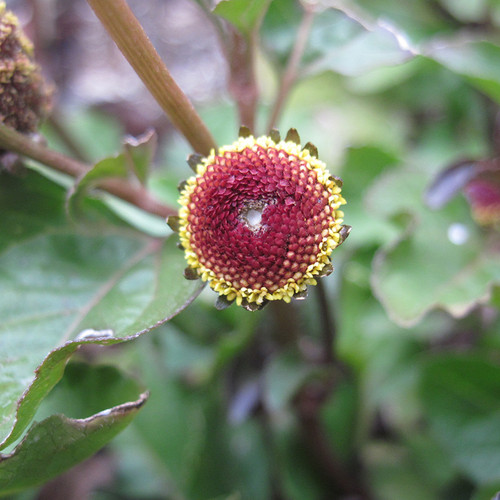 Spilanthes, Toothache Plant Herb Seeds The Thyme Garden