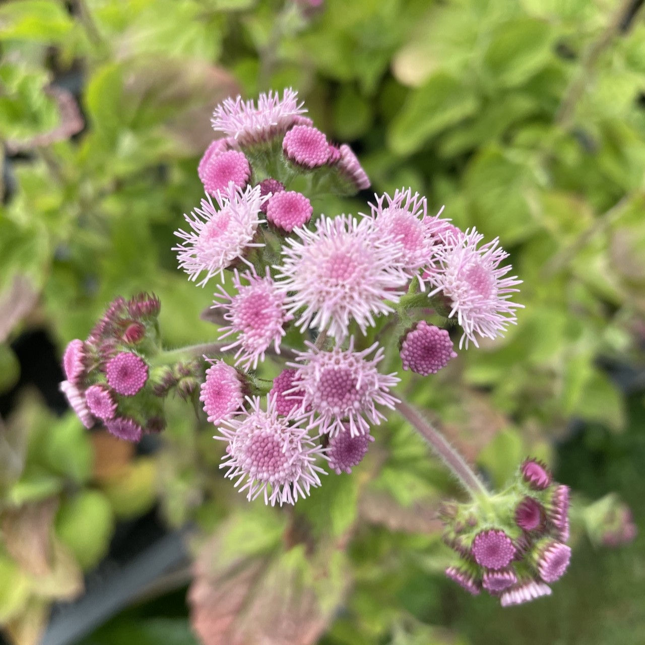 Ageratum, Timeless Mix - Herb Seeds