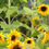 Thumbnail: Sunflower, Mixed 'Autumn Beauty' - Herb Seeds