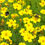 Thumbnail: Marigold, Lemon - Herb Seeds