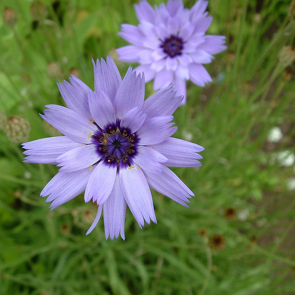 Everlastings | The Thyme Garden