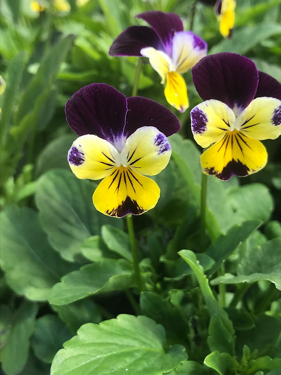 Heartsease - Herb Seeds | The Thyme Garden