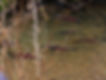 salmonvideos11 032.jpg