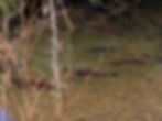 salmonvideos11 032