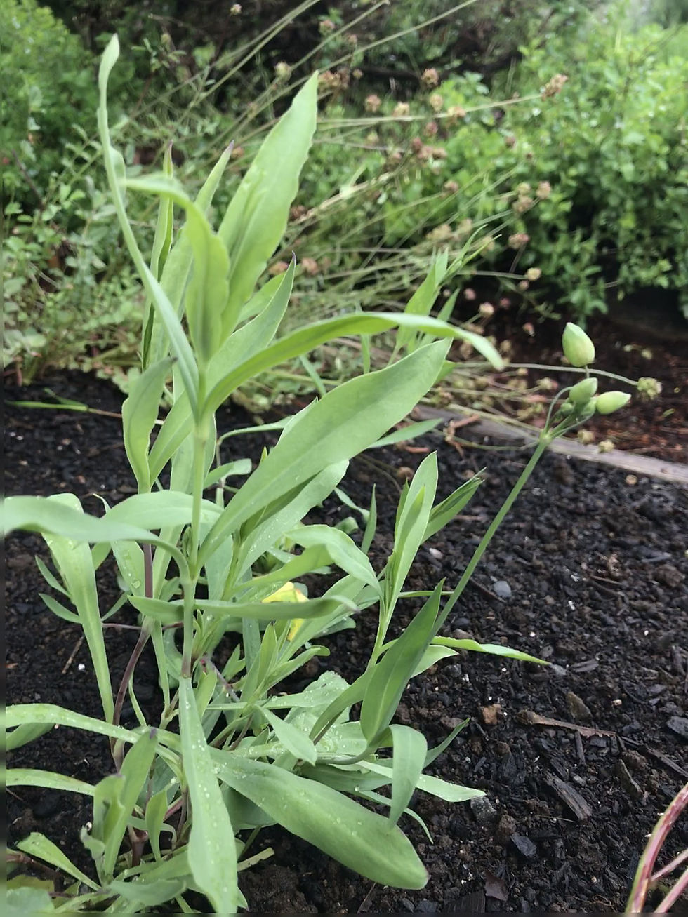 Thumbnail: Sculpit - Herb Seeds