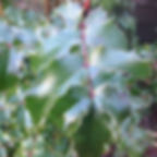 Oregon Grape, Tall - Herb Seeds