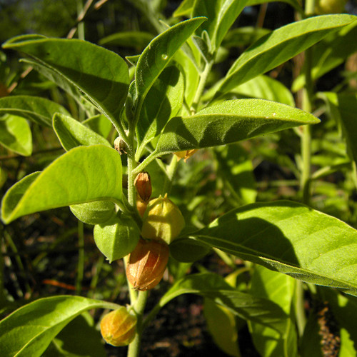 Ashwagandha Herb Seed The Thyme Garden