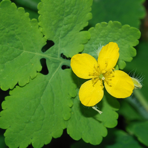 Celandine, Greater Herb Seeds The Thyme Garden