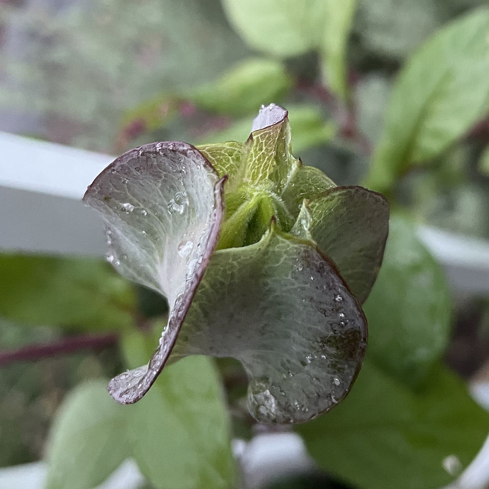 Thumbnail: Cup & Saucer Vine - Herb Seeds