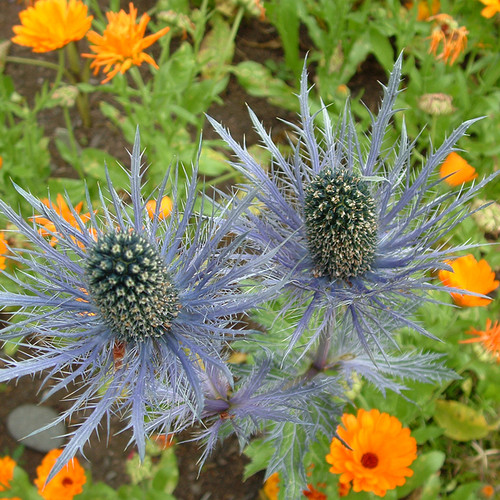 Eryngium 'Blue Star' Herb Seeds The Thyme Garden