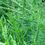 Thumbnail: Dyer's Herb Collection