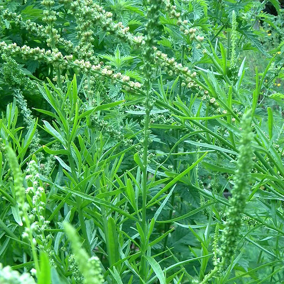 Weld - Herb Seeds | The Thyme Garden