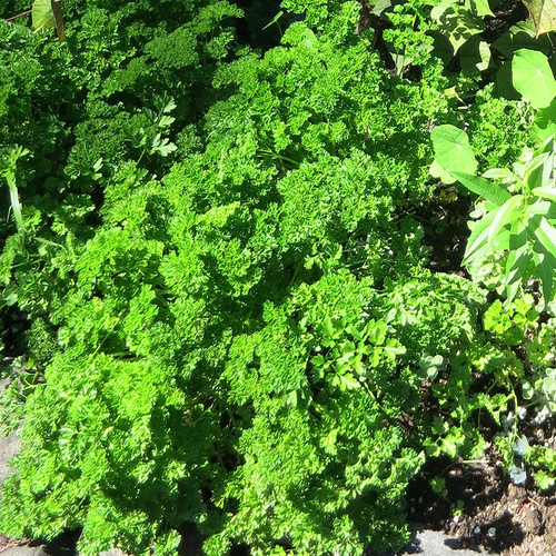 Parsley, Curly - Herb Seeds | The Thyme Garden