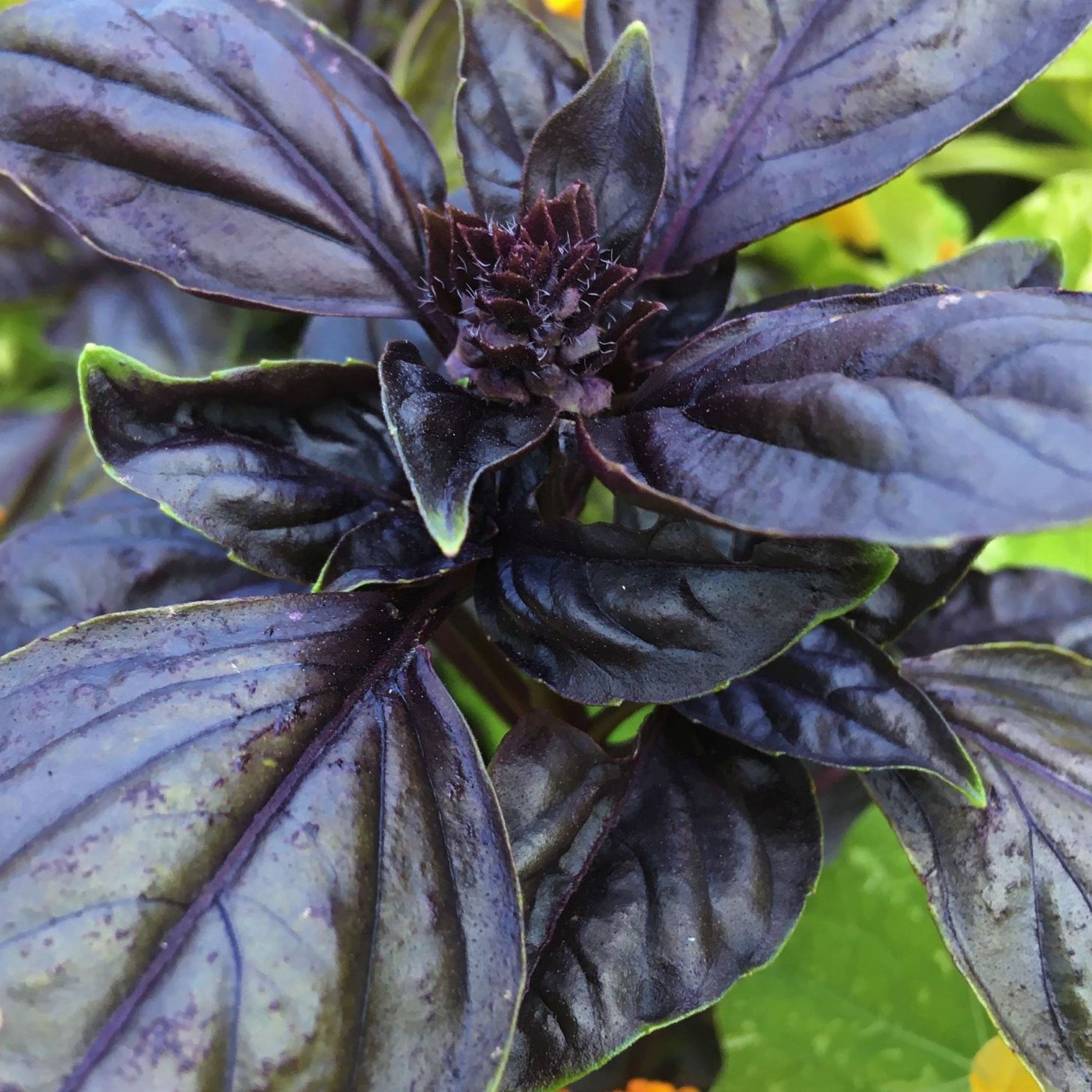 Basil, Genovese 'Red Freddy'  - Herb Seeds