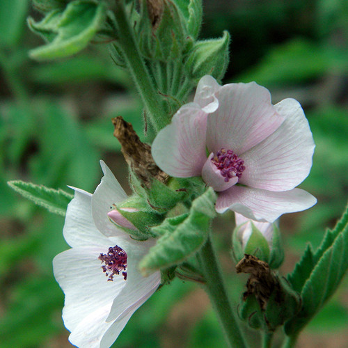 Marshmallow Herb Seeds The Thyme Garden