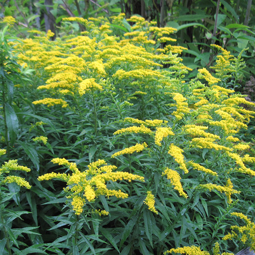 Goldenrod, Dwarf Herb Seeds The Thyme Garden