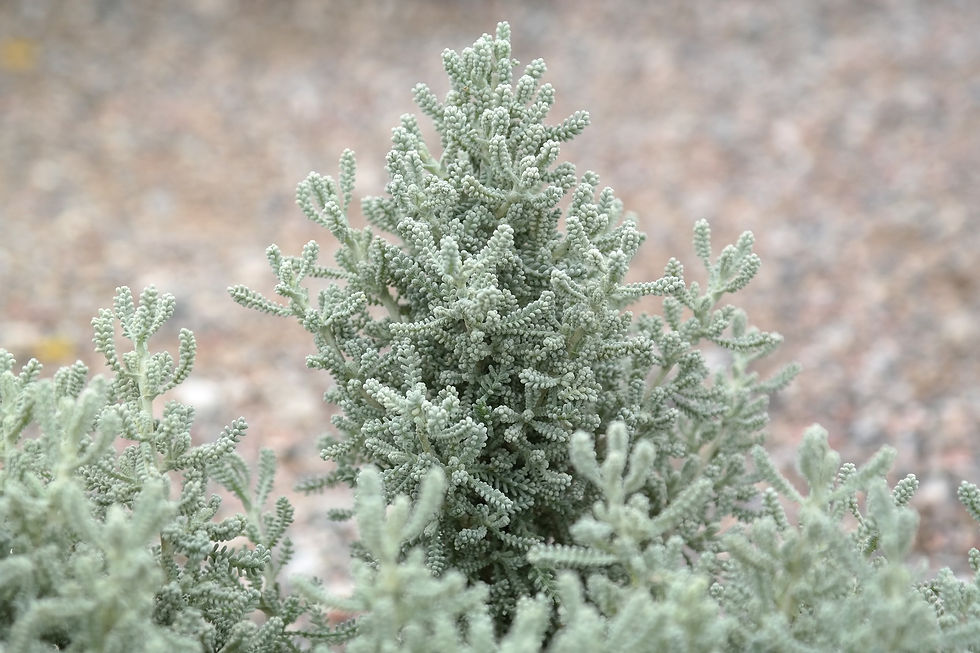 Santolina, Gray - Herb Seeds