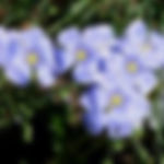 Thumbnail: Flax, Fiber - Herb Seeds