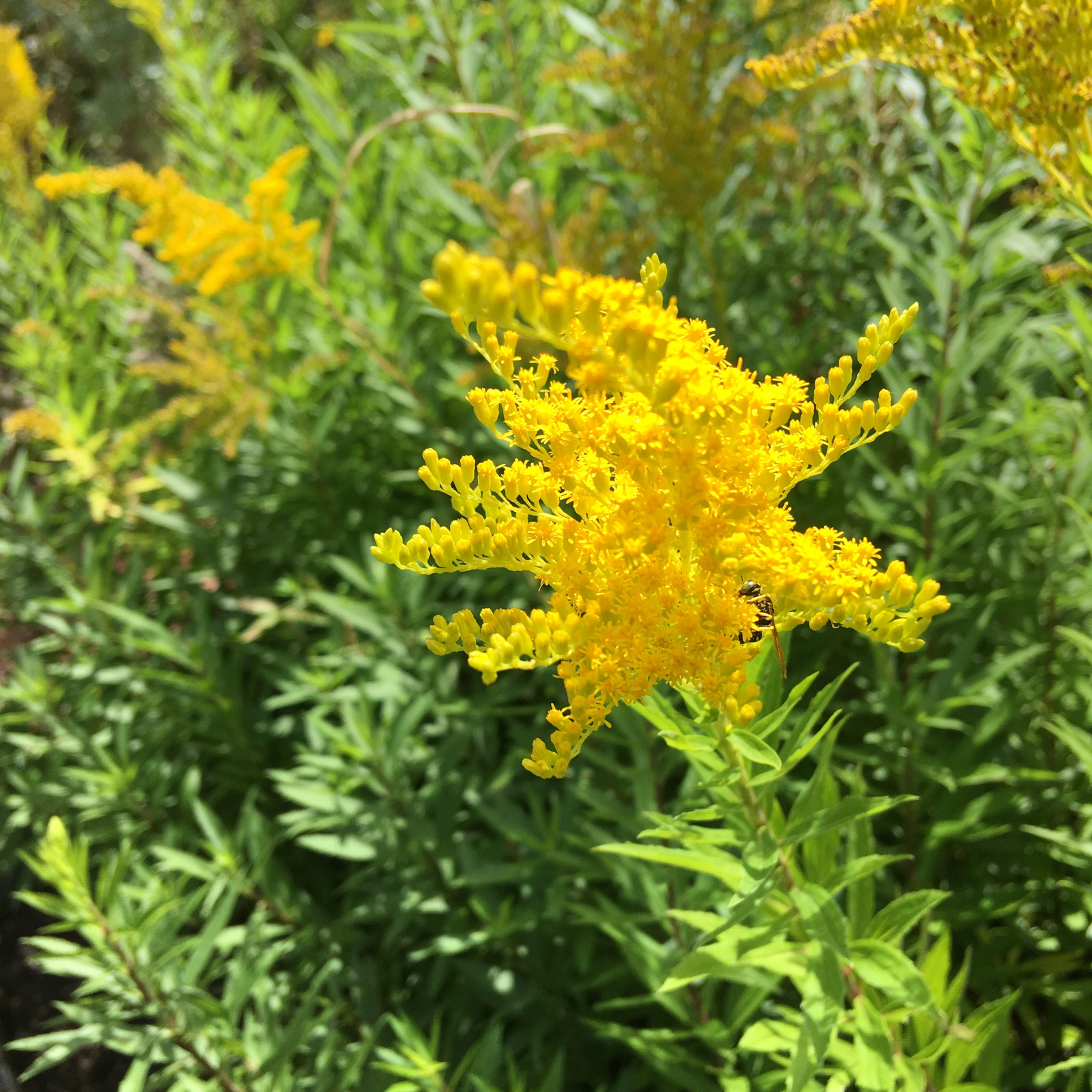 Goldenrod, Tall - Herb Seeds