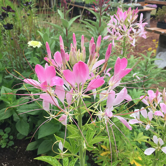 Cleome 'Spider Flower' - Herb Seeds | The Thyme Garden