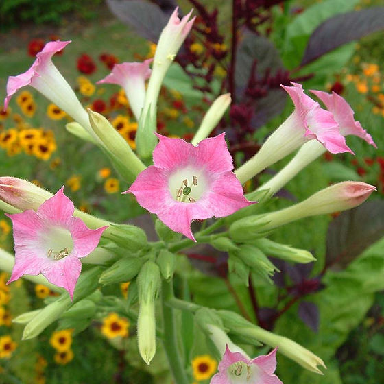 smoking tobacco seeds Tobacco, Virginia Smoking - Herb Seeds