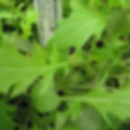 Mild Micro Greens Seed Mix is a mix of seeds that yields mildly spicy greens.