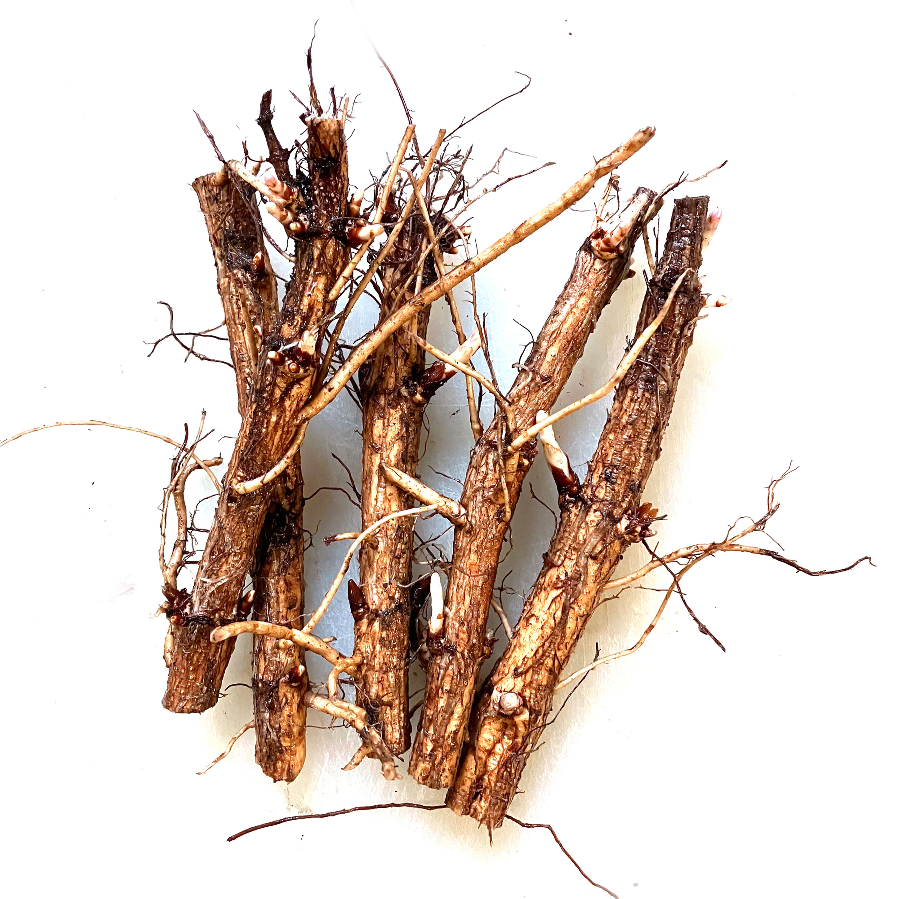 VISTA Hops Rhizome 5-Pack