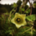 Thumbnail: Codonopsis - Herb Seeds