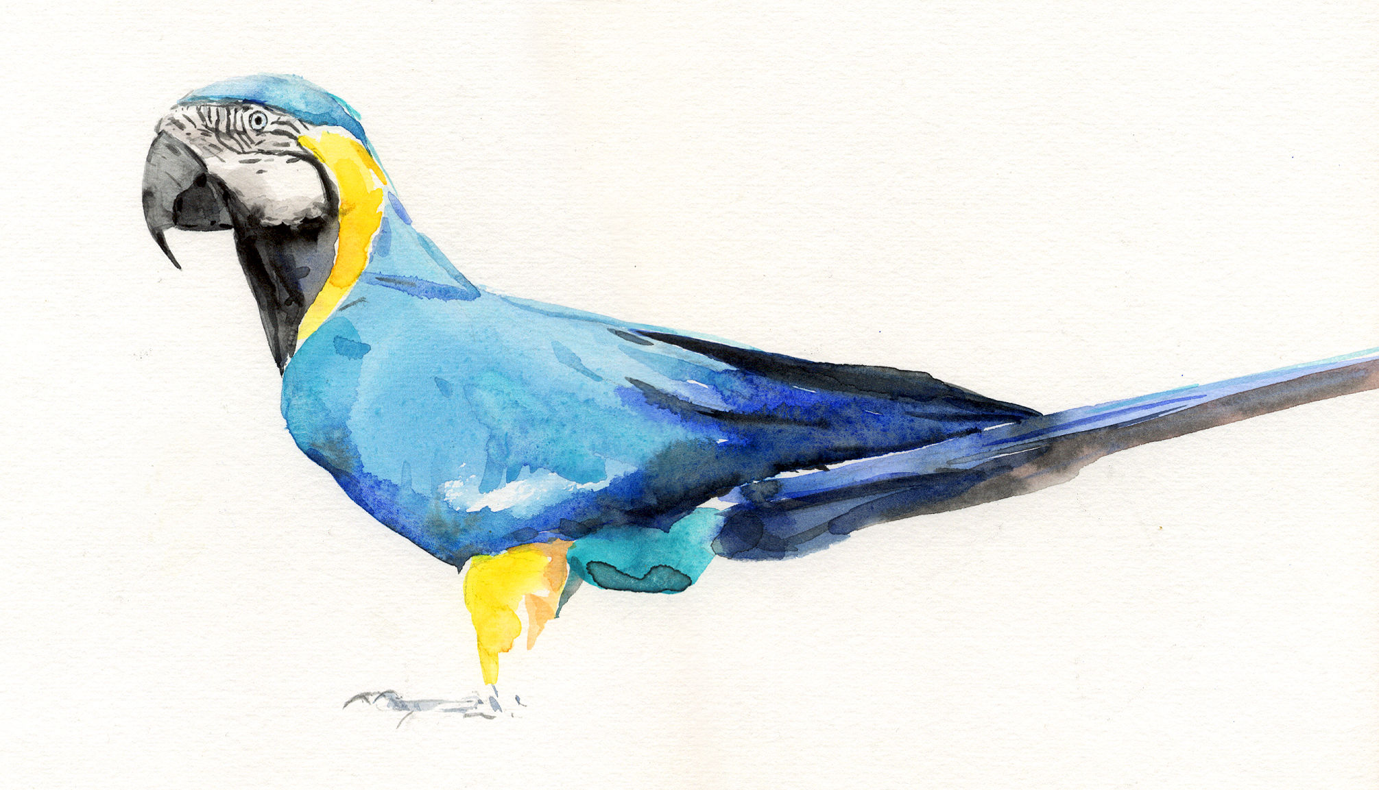Macaw