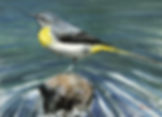 Grey Wagtail