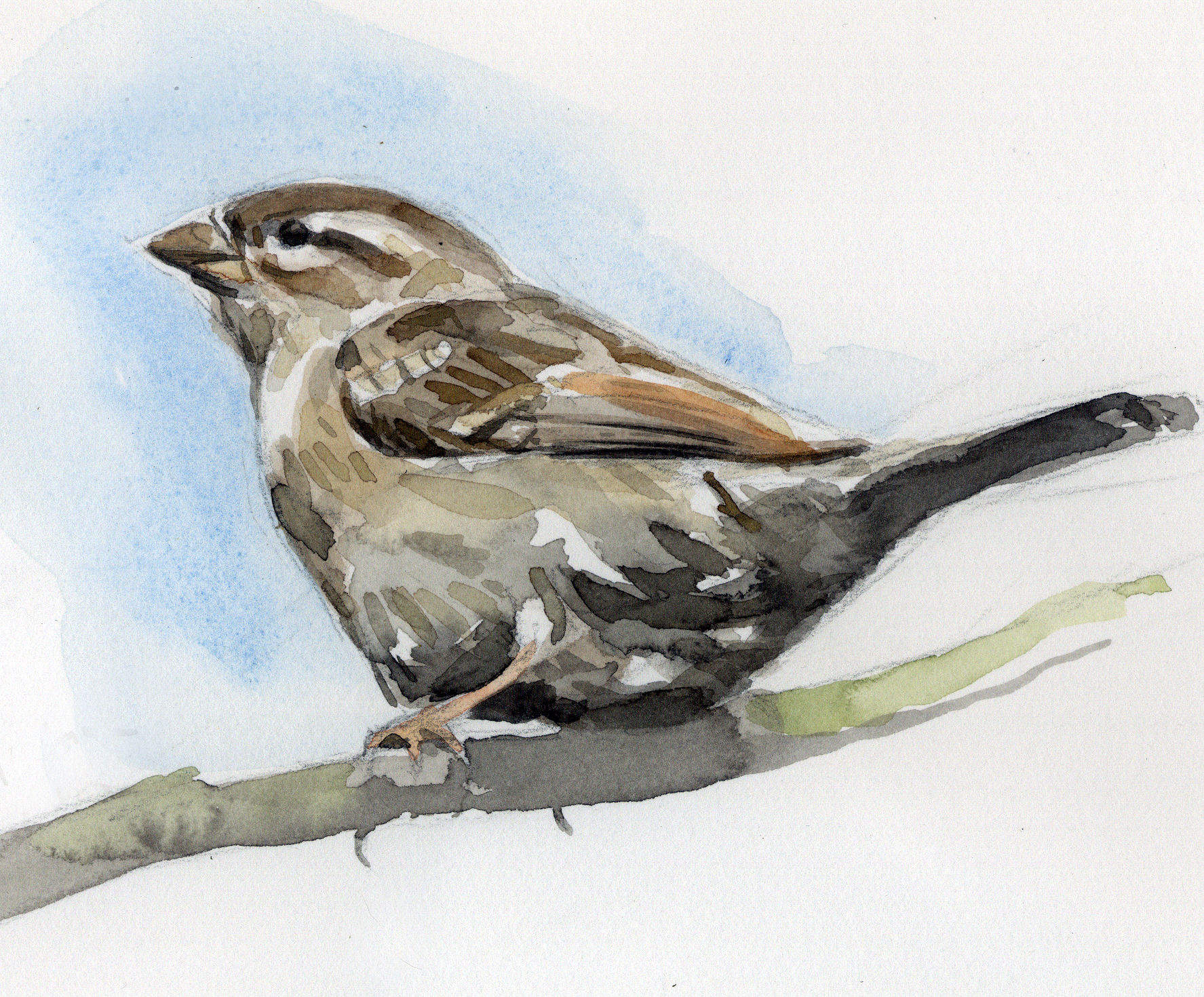 House Sparrow sketch